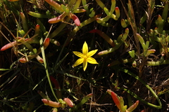 Empodium gloriosum