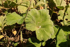 Pelargonium odoratissimum