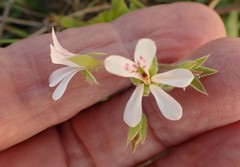Pelargonium odoratissimum