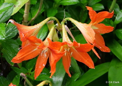 Hippeastrum