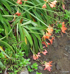 Hippeastrum