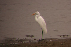 Ardea alba