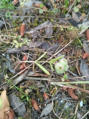 Valerianella vesicaria