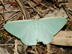 Chlorocoma assimilis