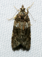 Dichelia cosmopis