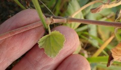 Pelargonium odoratissimum