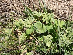 Pelargonium odoratissimum