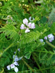 Biserrula