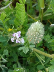 Biserrula