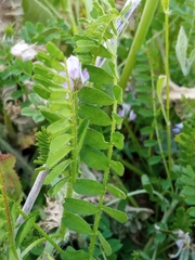 Biserrula