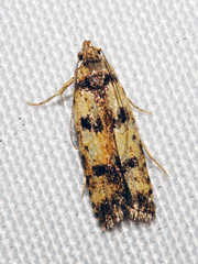 Hemiarcha thermochroa