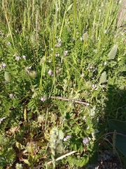Biserrula