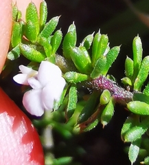Aspalathus hispida albiflora