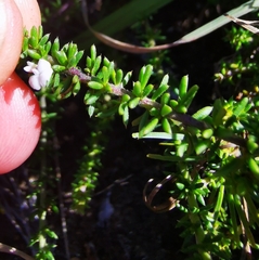 Aspalathus hispida albiflora