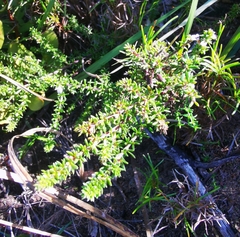 Aspalathus hispida albiflora