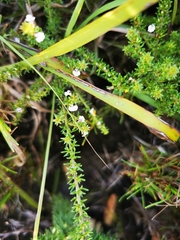 Aspalathus hispida albiflora