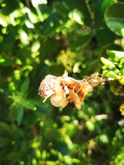 Aspalathus hispida albiflora