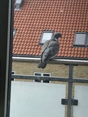 Columba palumbus