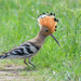 Hoopoes - Photo (c) Анна Голубева, some rights reserved (CC BY-NC-ND), uploaded by Анна Голубева