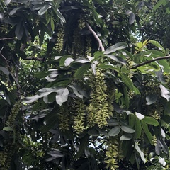 Pterocarya stenoptera