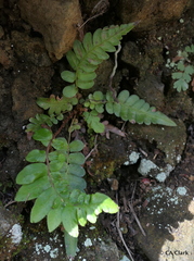 Blechnum appendiculatum