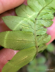 Blechnum appendiculatum