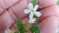 Chaenostoma integrifolium