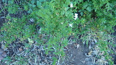 Chaenostoma integrifolium