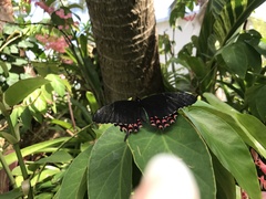 Heraclides erostratus