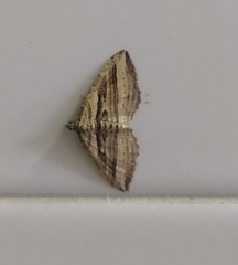 Costaconvexa polygrammata