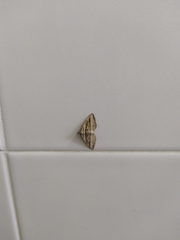 Costaconvexa polygrammata