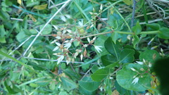 Crassula sarmentosa