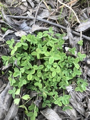 Trifolium medium