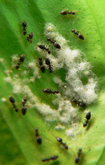 Technomyrmex pallipes