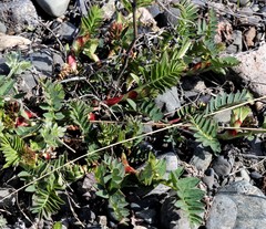 Astragalus schelichowii