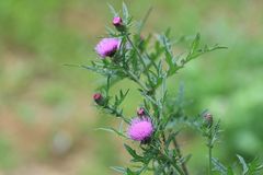 Cirsium japonicum