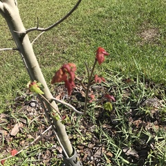 Acer rubrum