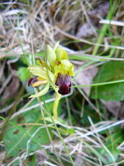 Ophrys fusca funerea