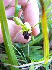 Ophrys fusca funerea
