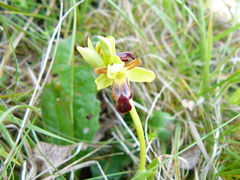 Ophrys fusca funerea