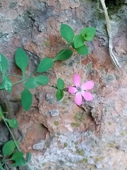 Petrocoptis grandiflora