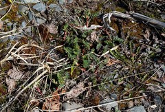 Astragalus schelichowii