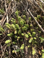 Sedum acre