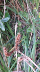 Carex clavata