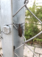 Aegolipton marginale