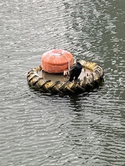 Phalacrocorax carbo