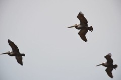 Pelecanus occidentalis