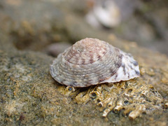 Bembicium vittatum