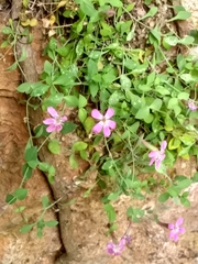 Petrocoptis grandiflora