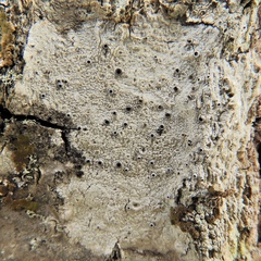 Stictis urceolata